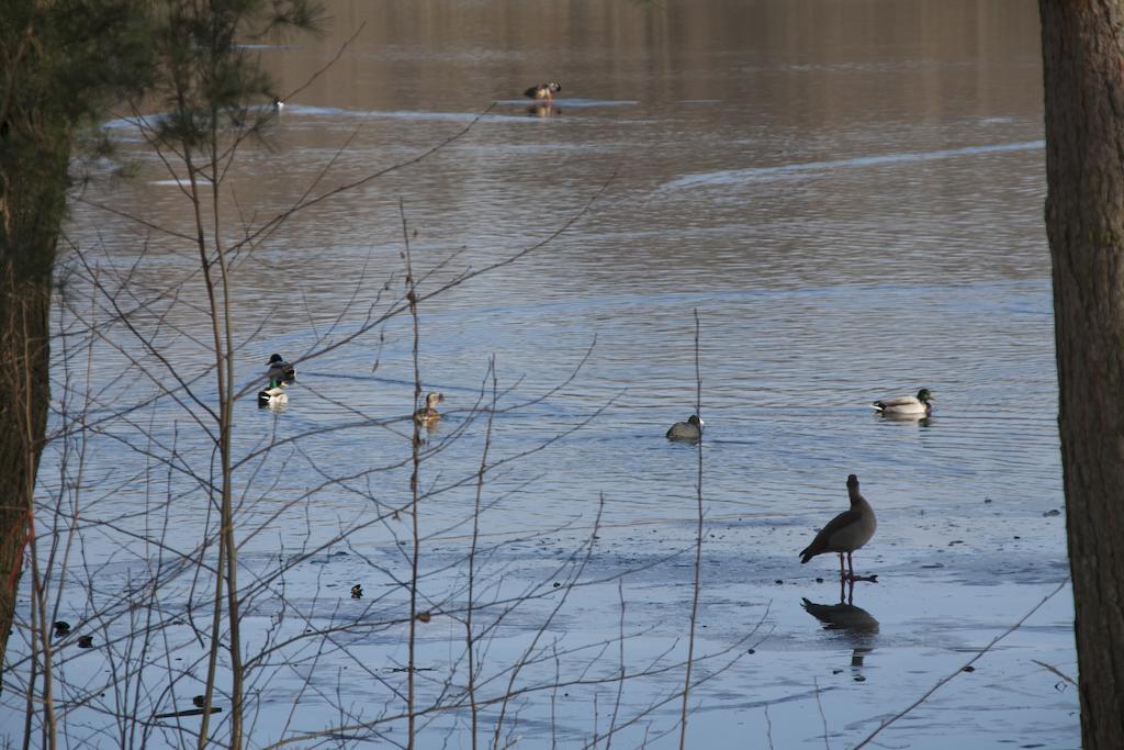 פוטסדאם Villa Weissensee מראה חיצוני תמונה